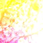 ハイライト