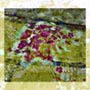 Ctph009