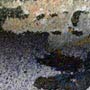 Ctph024