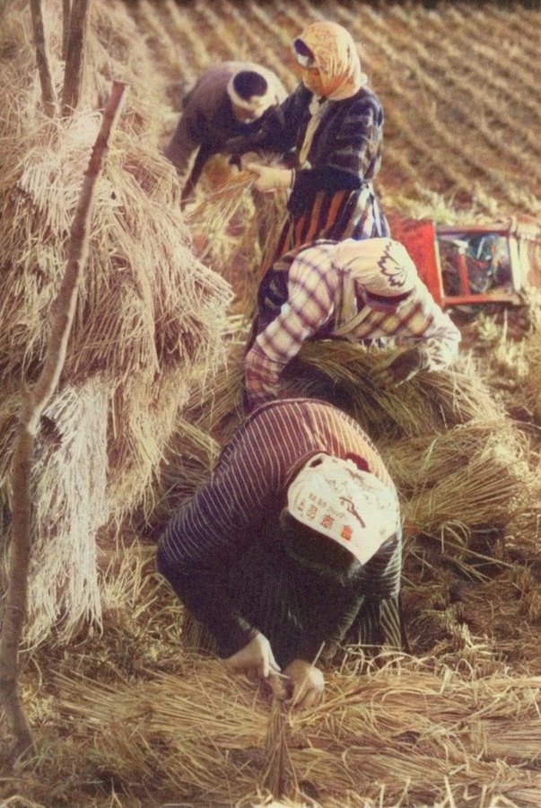 色をつけた稲刈りの写真